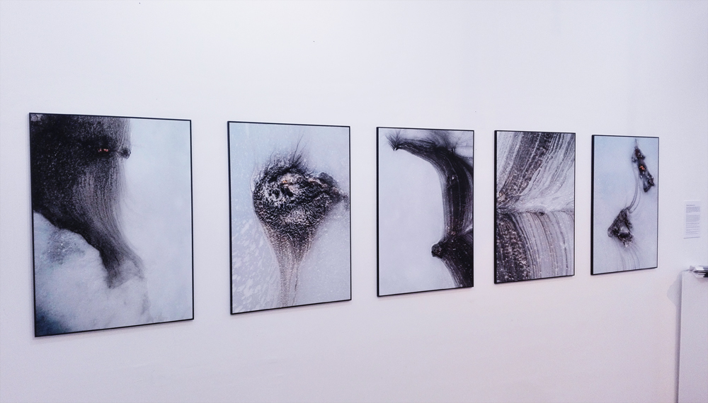 organizacja wystaw fotograficznych kuratorstwo galeria poznań
