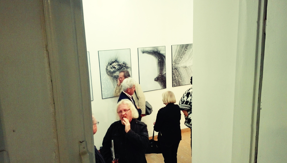 organizacja wystaw fotograficznych kuratorstwo galeria poznań